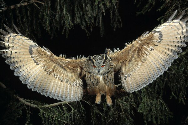 Vol de nuit quelles sont les belles ailes d un hibou