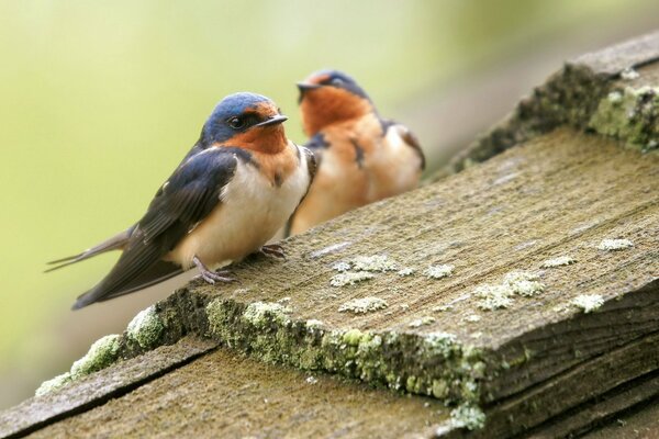 Oiseaux assis sur des planches avec de la mousse