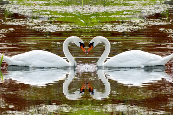 Liebe schöne Schwäne am See