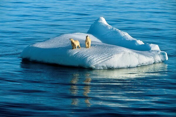 Polar bears on a piece of ice floe