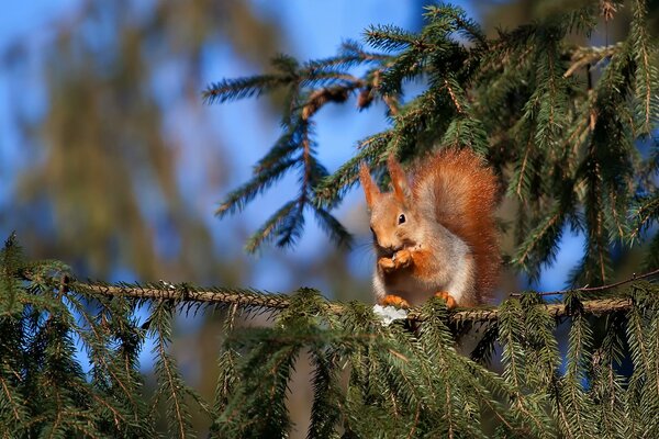 A squirrel eats on a fir tree