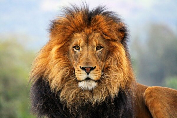 Die Schnauze eines Löwen mit der Mähne
