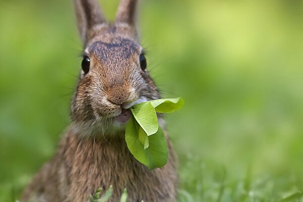 Hase mit Blättern im grünen Gras