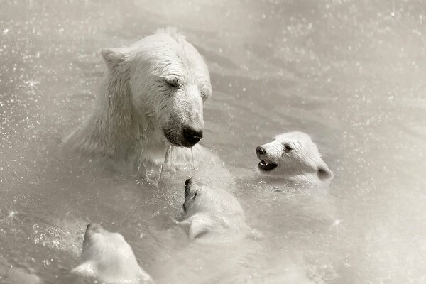 Orso polare e tre cuccioli di orso