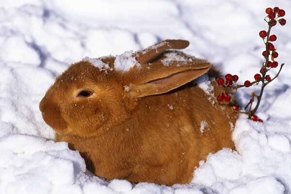 A red hare is sitting in the white snow