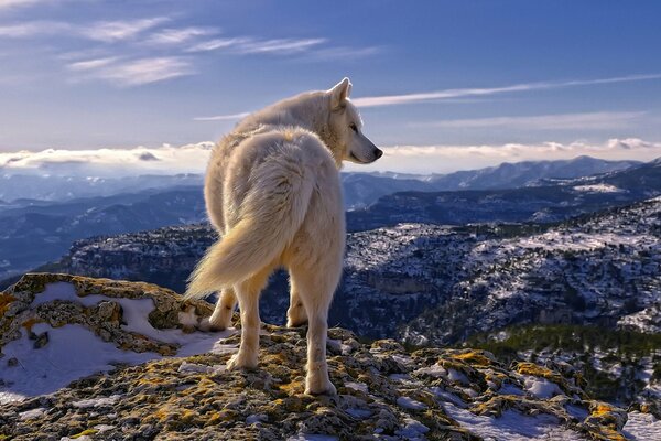 Handsome Arctic white wolf in the mountains