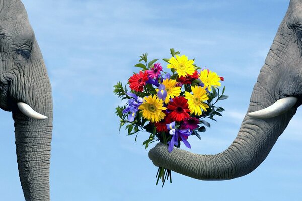 Elefant schenkt dem Elefanten Blumen