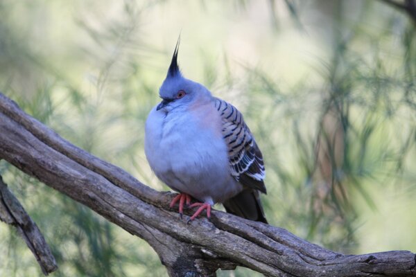 Decorative wild pigeon sitting on a tree branch