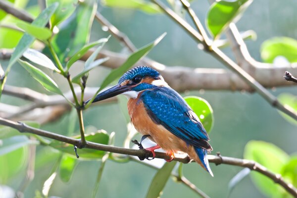 A kingfisher is sitting on a branch with green leaves