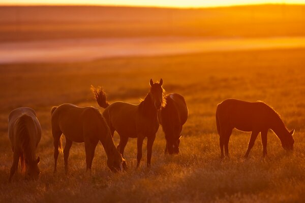 A herd of horses in the evening field