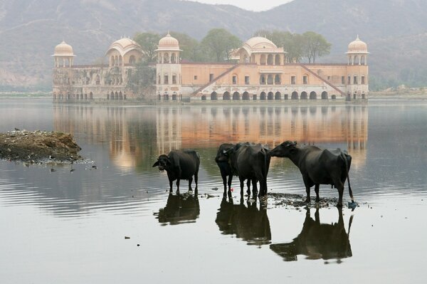 Vaches sur le lac indien