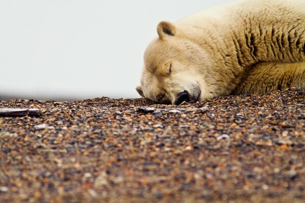Ours polaire dort sur les rochers côtiers