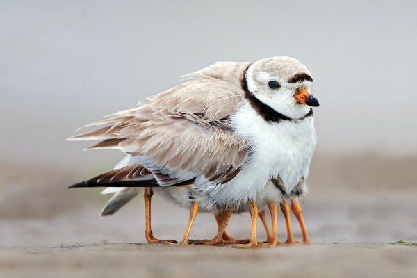 Die Küken haben sich in die Federn des Vogels eingegraben. Die Familie ist warm und fürsorglich