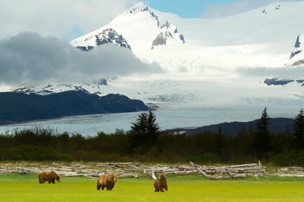 Ours et paysage enneigé