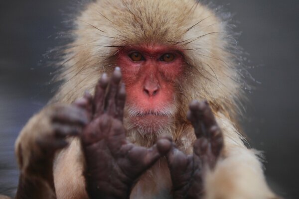 Northern macaque fuscata