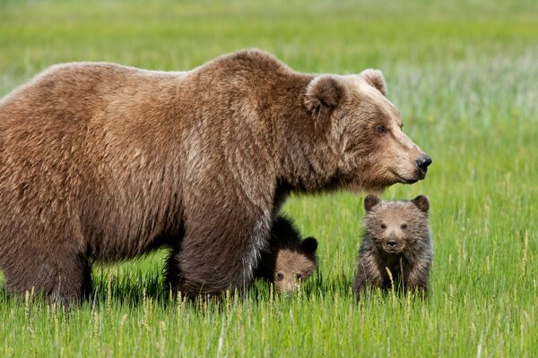 Orso bruno con cuccioli nell erba