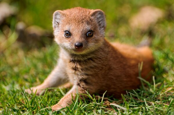 A small mongoose on the grass