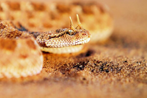 Horned viper prepares to attack