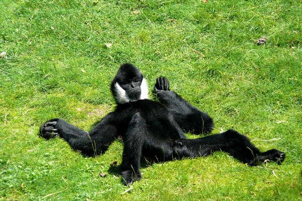 Der schwarze Affe liegt auf dem grünen Rasen