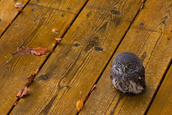 Owl on the floor strewn with leaves