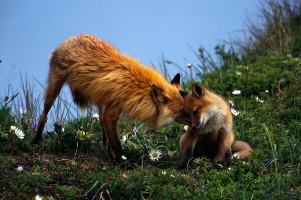 Jolie famille de renards roux