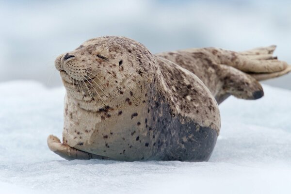 Seal Cub na śniegu