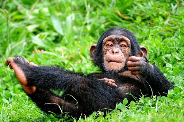 Шимпанзе отдыхает на траве