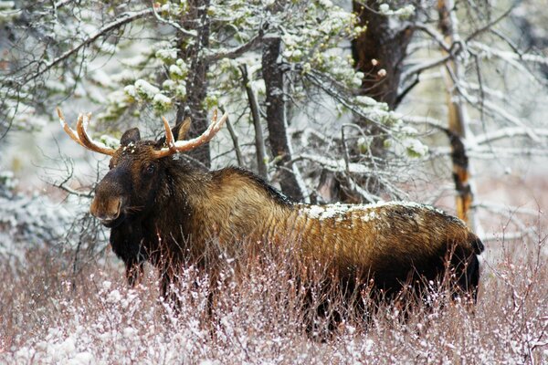 Moose in the snow bush in winter