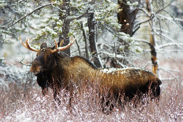 Wapiti dans un arbuste enneigé en hiver