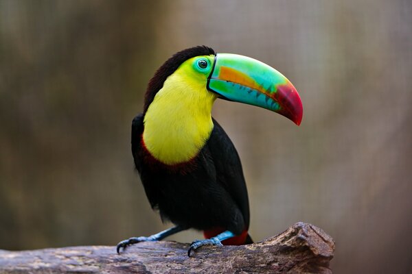 Un pájaro tucán increíblemente hermoso en un fondo borroso