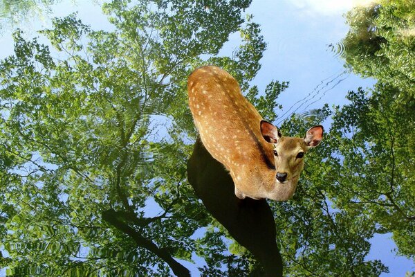 A fawn walks through a puddle in the forest