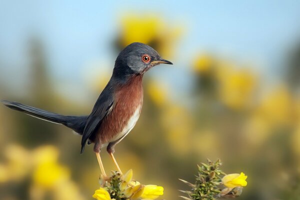 Vogel sitzt auf einer Blume auf einem verschwommenen Hintergrund