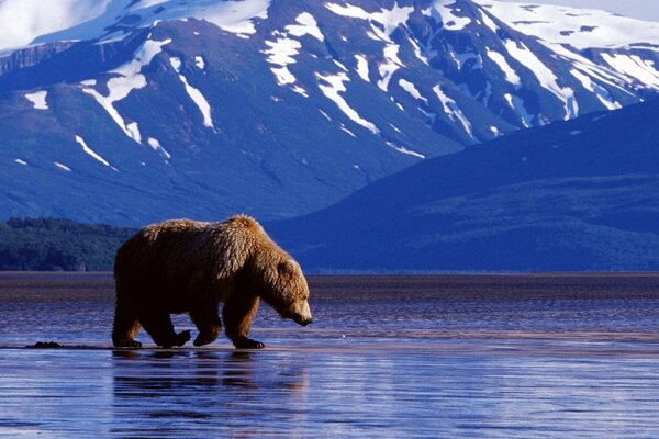 Bear fishing in the mountains