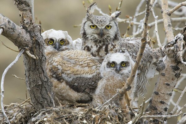 Nid de grand hibou à cornes