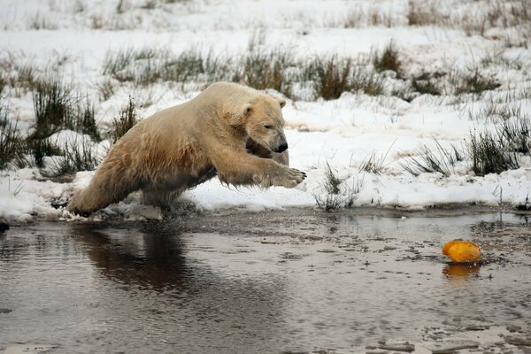 Oso polar pescando