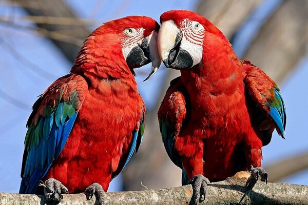 Deux perroquets Ara sur un arbre