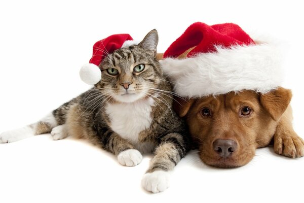 Gato y perro con gorras de año nuevo