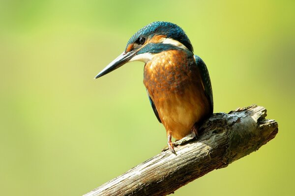 Martin-pêcheur ordinaire sur une branche sèche