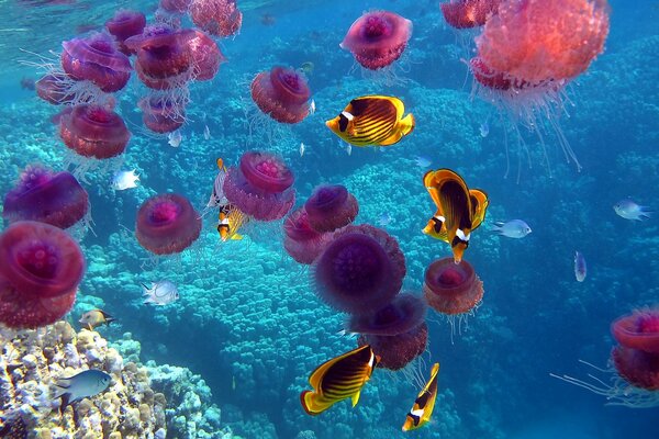 At the bottom of the sea jellyfish, corals, vast underwater world