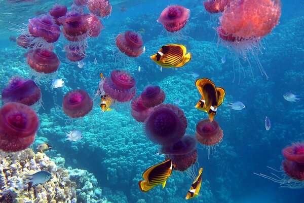 Au fond de la mer méduses, coraux, vaste monde sous-marin