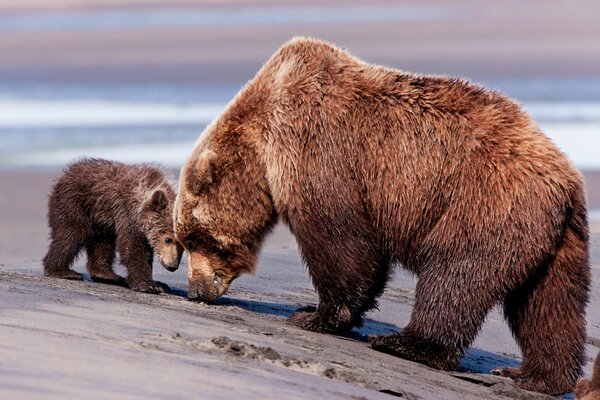 Big bear and little bear