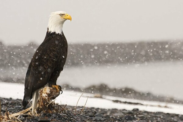 Ein Adler auf einem Baumstumpf schaut auf den Schnee