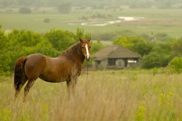 A horse in a field on a rainy morning