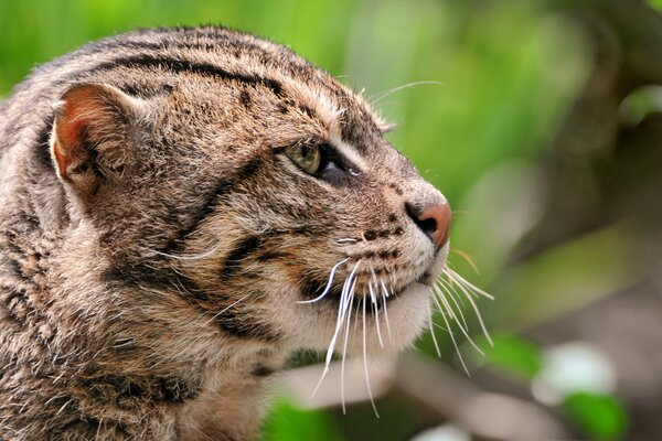 El gato de la caña sigue a la presa