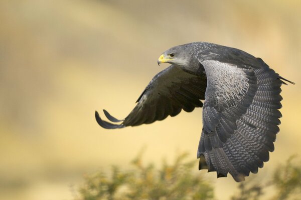 Águila negra a la caza