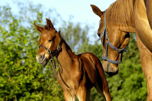 Two horses on a background of trees