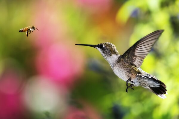 Hummingbird tries to catch a bee