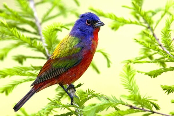 A bird on a branch of unusual colors