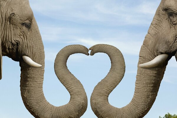 Zwei Elefanten zeigen das Herz mit ihren Stämmen