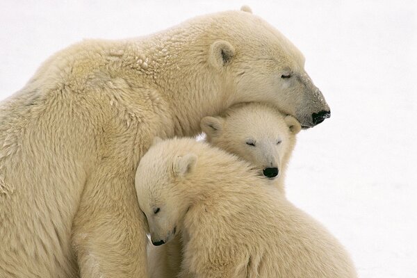 Famille des ours polaires